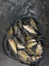Mirror carp selling for sale  DERBY
