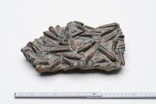 Belemnit platte fossilien gebraucht kaufen  Hannover