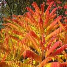 Rhus typhina stag for sale  NORTHWICH