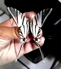 Papilio eurytides tlahuica d'occasion  Expédié en Belgium