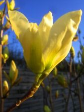 Magnolia yellow bird gebraucht kaufen  Dillingen a.d.Donau