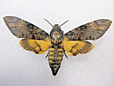 Entomology Sphingidae Acherontia atropos (Deathhead Sphinx) Male Slovakia, used for sale  Shipping to South Africa