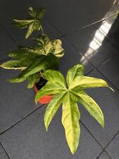 anthurium pedatoradiatum Yellow Variegated - Aroid Variegated - Plant Gift for sale  Shipping to South Africa
