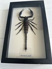 Real scorpion heterometrus for sale  ELLAND