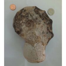 Rare ammonite fossil for sale  Charlotte