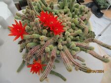 Echinopsis chamecereus cactus for sale  CHICHESTER