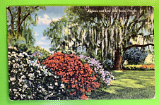 Orlando Florida FL Linen, 1946, Azaleas, Howard Betts in Rochester, NY Postcard for sale  Shipping to South Africa