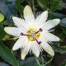 Passiflora caerulea plants for sale  IPSWICH