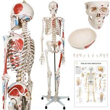 Jago menschliches skelett gebraucht kaufen  Groß-Gerau