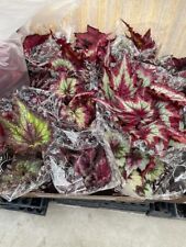 Harmony foliage begonia for sale  Apopka