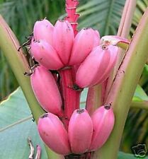 Samen rosa bananen gebraucht kaufen  Calw