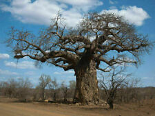 Baobab tipo adansonia usato  Reggio Calabria