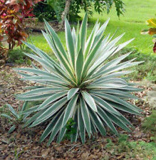 Yucca gloriosa variegated for sale  NORTHWICH