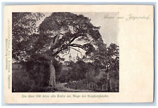 Czech Republic Postcard 100 year old Pine Tree Greetings from Krnov c1905 for sale  Shipping to South Africa