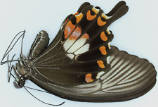 Menelaides polytes ledebouria praxilla female 46mm BH15 Papilionidae for sale  Shipping to South Africa