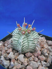 Euphorbia meloformis variegate for sale  Tucson