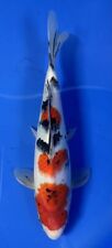 Japanese koi showa for sale  WIMBORNE