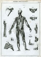 Anatomia umana artrologia usato  Salerno
