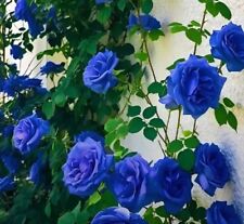 100 peças sementes de rosa azul planta de casa e jardim, estufa sementes exóticas comprar usado  Enviando para Brazil