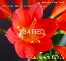 Clivia sprouted seed for sale  GREAT YARMOUTH