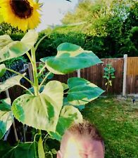 Giant sunflower plug for sale  BEDFORD