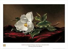 Magnolia grandiflora martin for sale  Pocasset