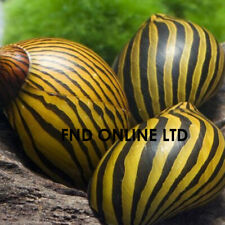 Zebra nerite algae for sale  LEICESTER