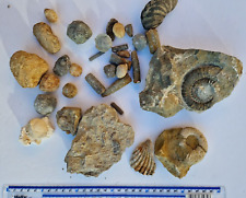 Large collection fossils for sale  THATCHAM
