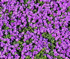 Purple rock cress for sale  Upland