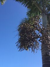 Queen palm seeds for sale  Cape Canaveral