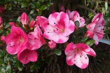 Kobai azalea rhododendron for sale  Mobile