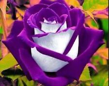 White purple rose for sale  Riverdale