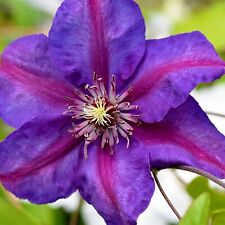 Clematis mrs thompson for sale  GLASGOW