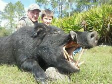 Wild boar hunt for sale  Punta Gorda