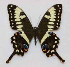 Butterfly male papilio for sale  RUGELEY