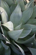 Agave Celsii Izquierda agave Mitis- agave Cespitosa (1 Planta En V18-18x18) for sale  Shipping to South Africa