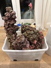 reef rock for sale  LONDON