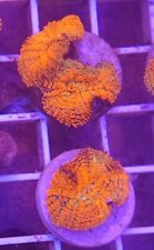 Live coral robbie for sale  Erie