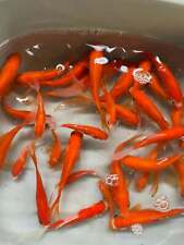 Red goldfish tfp6 for sale  BRADFORD