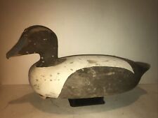 Eider drake juvenile for sale  Deep River