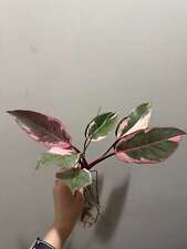 Philodendron pink princess for sale  Vienna