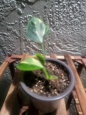 Philodendron rio inch for sale  Chicago