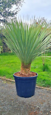 yucca plants for sale  WELSHPOOL