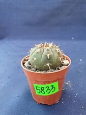 Gymnocalycium spegazzinii unguispinum 5833p for sale  Shipping to South Africa