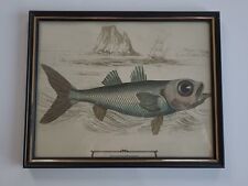 Exotic fish print for sale  Kalamazoo