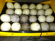 6 Cayuga duck hatching eggs pure bred high quality fertile fertilised, used for sale  LLANDEILO