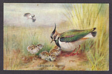 Lapwings young 1935 for sale  SUNBURY-ON-THAMES