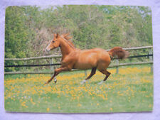 Postkarte ansichtskarte tiere gebraucht kaufen  Bremen