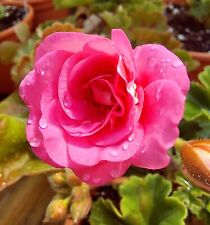 Pelargonie mai rose gebraucht kaufen  Deutschland