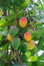 Florida mango scion for sale  Altamonte Springs